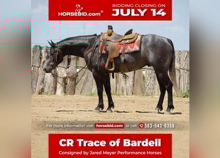 American Quarter Horse, Castrone, 4 Anni, 157 cm, Grigio