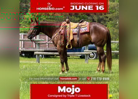 American Quarter Horse, Castrone, 4 Anni, 157 cm, Sauro ciliegia