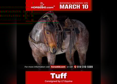 American Quarter Horse, Castrone, 4 Anni, 160 cm, Baio roano