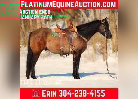 American Quarter Horse, Castrone, 4 Anni, 160 cm, Grullo