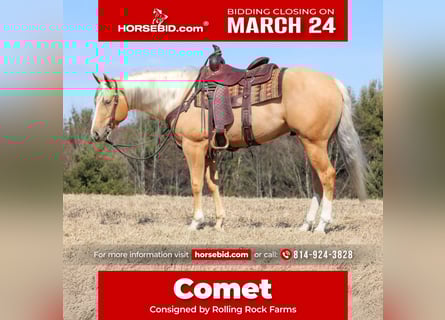 American Quarter Horse, Castrone, 4 Anni, 160 cm, Palomino