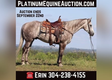 American Quarter Horse, Castrone, 4 Anni, 163 cm, Grigio pezzato