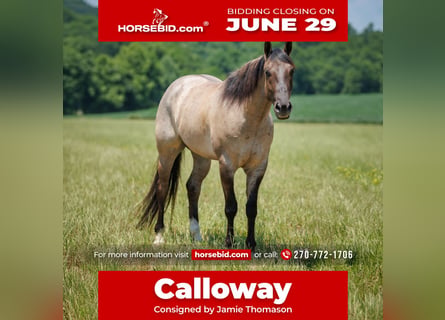 American Quarter Horse, Castrone, 4 Anni, 163 cm, Grullo