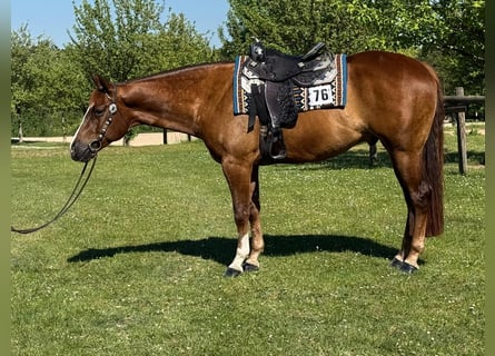 American Quarter Horse, Castrone, 4 Anni, 165 cm, Sauro
