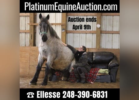 American Quarter Horse, Castrone, 4 Anni, 170 cm, Roano blu
