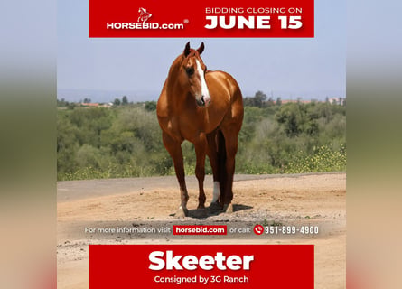 American Quarter Horse, Castrone, 4 Anni, Falbo