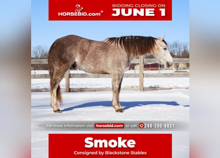 American Quarter Horse, Castrone, 4 Anni, Grigio