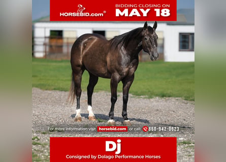 American Quarter Horse, Castrone, 4 Anni, Grigio