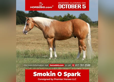 American Quarter Horse, Castrone, 4 Anni, Palomino