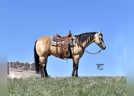 American Quarter Horse, Castrone, 4 Anni, Pelle di daino