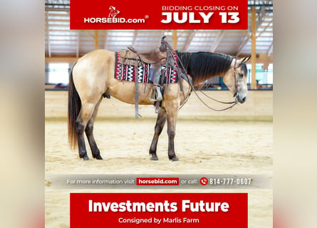 American Quarter Horse, Castrone, 4 Anni, Pelle di daino