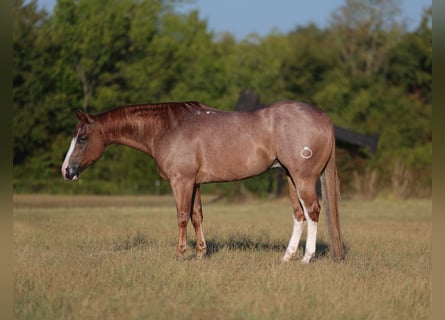American Quarter Horse, Castrone, 4 Anni, Roano rosso