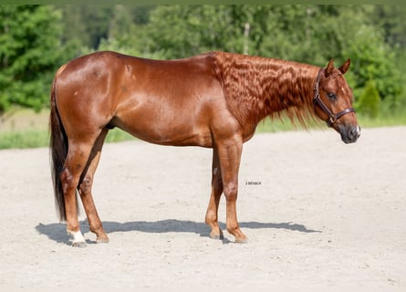 American Quarter Horse, Castrone, 4 Anni, Sauro scuro