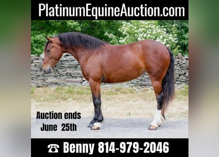 American Quarter Horse, Castrone, 5 Anni, 142 cm, Baio ciliegia