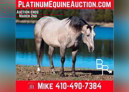 American Quarter Horse, Castrone, 5 Anni, 142 cm, Grigio pezzato