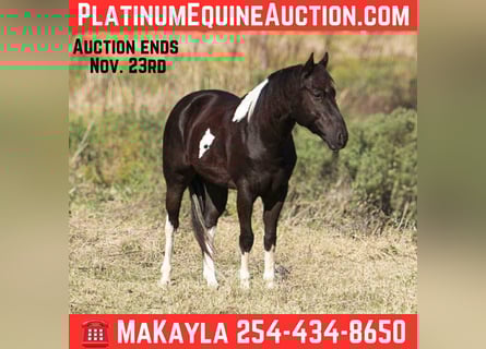 American Quarter Horse, Castrone, 5 Anni, 142 cm, Tobiano-tutti i colori