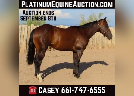 American Quarter Horse, Castrone, 5 Anni, 145 cm, Baio ciliegia