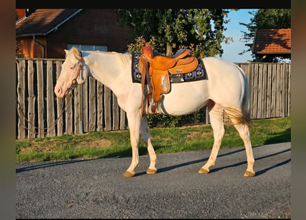 American Quarter Horse, Castrone, 5 Anni, 145 cm, Bianco