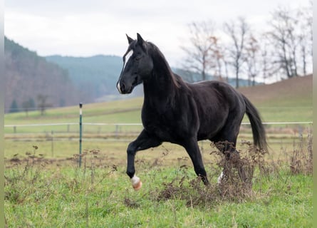 American Quarter Horse, Castrone, 5 Anni, 145 cm, Morello