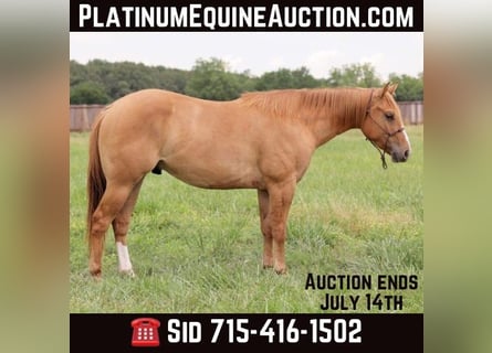 American Quarter Horse, Castrone, 5 Anni, 145 cm, Red dun