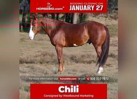American Quarter Horse, Castrone, 5 Anni, 145 cm, Sauro ciliegia