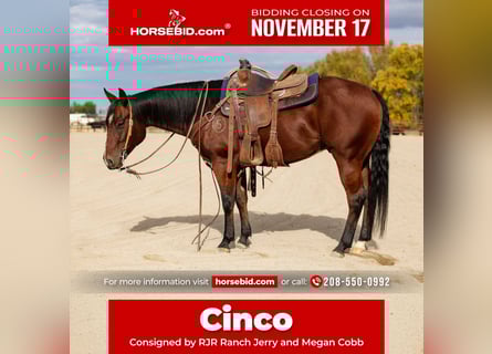 American Quarter Horse, Castrone, 5 Anni, 147 cm, Baio ciliegia