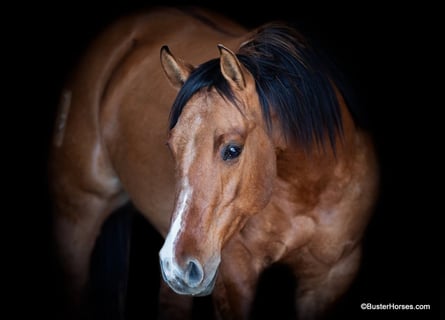 American Quarter Horse, Castrone, 5 Anni, 147 cm, Falbo