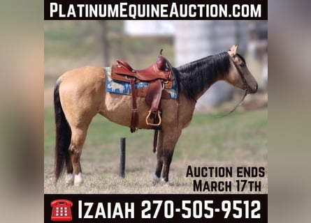 American Quarter Horse, Castrone, 5 Anni, 147 cm, Pelle di daino