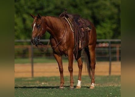 American Quarter Horse, Castrone, 5 Anni, 147 cm, Sauro ciliegia