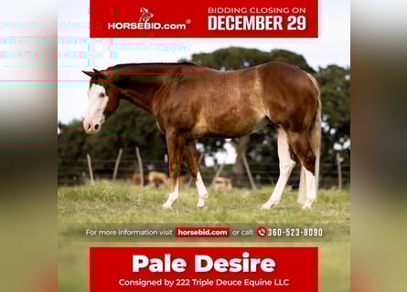 American Quarter Horse, Castrone, 5 Anni, 147 cm, Sauro ciliegia