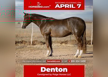 American Quarter Horse, Castrone, 5 Anni, 147 cm, Sauro scuro