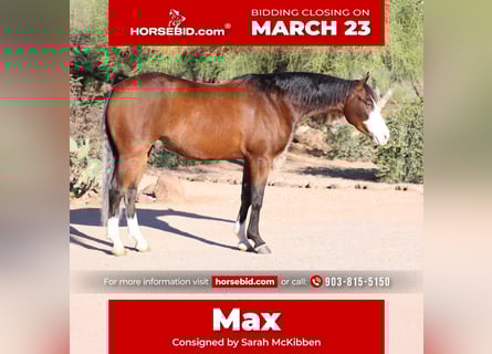 American Quarter Horse, Castrone, 5 Anni, 150 cm, Baio ciliegia