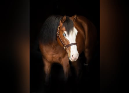 American Quarter Horse, Castrone, 5 Anni, 150 cm, Baio