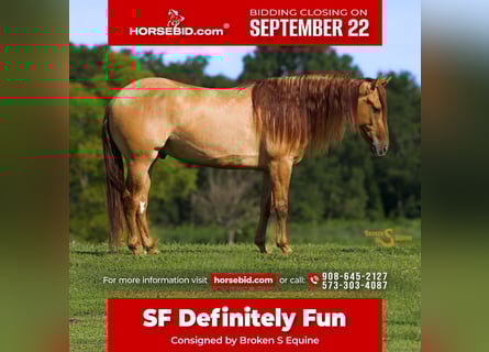 American Quarter Horse, Castrone, 5 Anni, 150 cm, Falbo