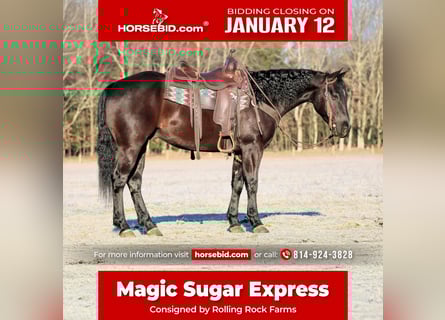 American Quarter Horse, Castrone, 5 Anni, 150 cm, Morello