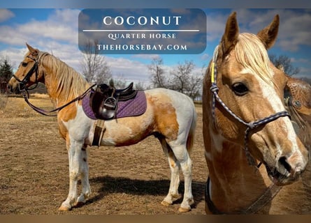 American Quarter Horse, Castrone, 5 Anni, 150 cm, Palomino