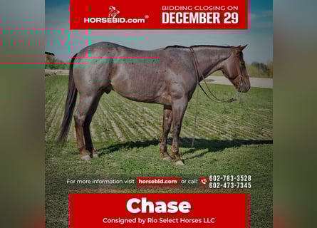 American Quarter Horse, Castrone, 5 Anni, 150 cm, Roano rosso