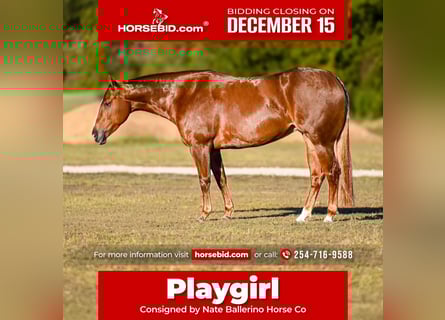 American Quarter Horse, Castrone, 5 Anni, 150 cm, Sauro ciliegia