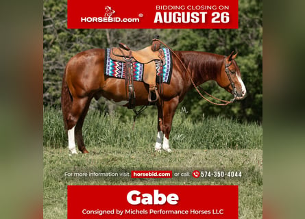 American Quarter Horse, Castrone, 5 Anni, 150 cm, Sauro ciliegia