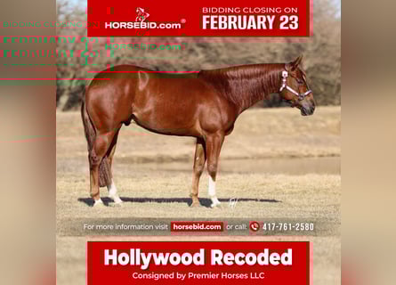 American Quarter Horse, Castrone, 5 Anni, 150 cm, Sauro ciliegia