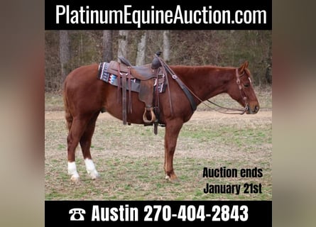 American Quarter Horse, Castrone, 5 Anni, 150 cm, Sauro scuro
