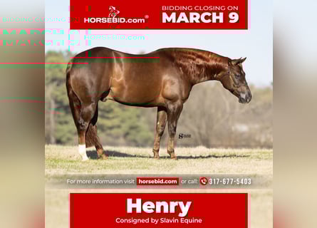 American Quarter Horse, Castrone, 5 Anni, 150 cm, Sauro scuro