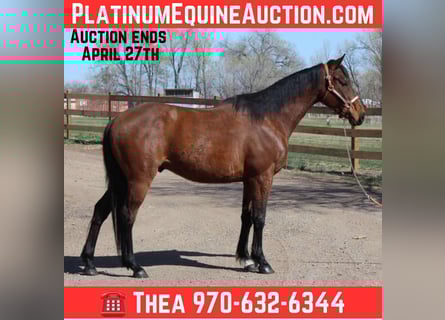 American Quarter Horse, Castrone, 5 Anni, 152 cm, Baio ciliegia