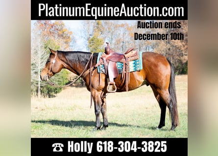 American Quarter Horse, Castrone, 5 Anni, 152 cm, Baio ciliegia