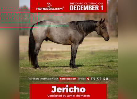 American Quarter Horse, Castrone, 5 Anni, 152 cm, Baio roano