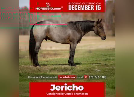 American Quarter Horse, Castrone, 5 Anni, 152 cm, Baio roano