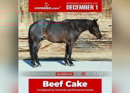 American Quarter Horse, Castrone, 5 Anni, 152 cm, Baio roano