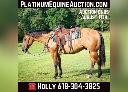 American Quarter Horse, Castrone, 5 Anni, 152 cm, Falbo