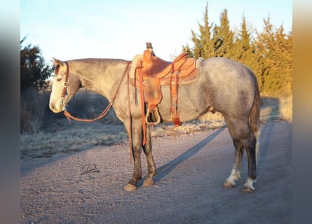 American Quarter Horse, Castrone, 5 Anni, 152 cm, Grigio