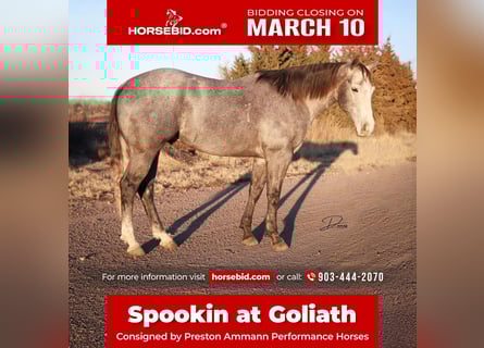 American Quarter Horse, Castrone, 5 Anni, 152 cm, Grigio